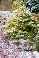 Abies concolor 'Wintergold' - Colorado Fir