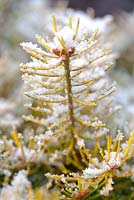 Abies concolor 'Wintergold' - Colorado Fir. 