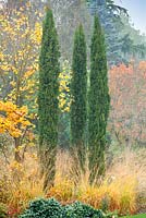 Cupressus sempervirens 'Totem Pole' in Autumn mixed border at Foggy Bottom, The Bressingham Gardens, Norfolk, UK.