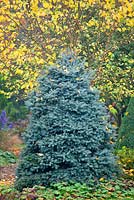 Picea pungens 'Blue Trinket' (20 years old) with Birch tree behind.