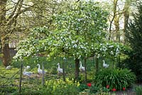 Malus tree with blossom with geese at Wretham Lodge, Norfolk