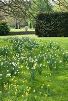 Primula veris and Narcissus pseudonarcissus - Naturalised Cowslips with Daffodils at Wretham Lodge, Norfolk