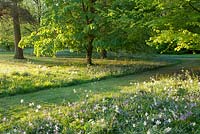 First light with naturalised Bluebells and Narcissus at Wretham Lodge, Norfolk