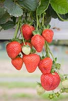 Fragaria x ananassa 'Portola' - Strawberry