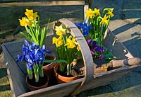 Pots of Narcissus 'Tete a Tete' and Iris in wooden trug