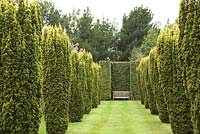 Avenue of Taxus baccata 'Fastigiata Aurea' or fastigiate golden yew leading to wooden bench set into clipped hedge alcove - East Ruston Old Vicarage  