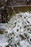 Snow on Jasminium nudiflorum - Winter jasmine