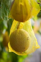 Melons hanging in nets