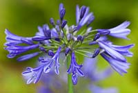 Agapanthus 'Navy Blue' syn A. 'Midnight Star' - African lily