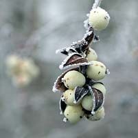 Snowberries frosted in winter