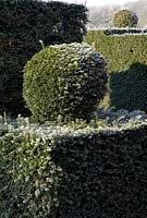 Taxus - Yew topiary ball on top of yew hedging with frost in December 