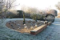 Buxus - Box spirals in a gravel semi circular bed with Lavandula - Lavender with Frost in December
