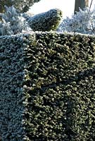 Taxus - Yew pillar with topiary yew bird with frost in December 