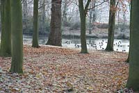 Fagus - Beech treess and fallen leaves by the frozen lake with ducks, frost in December