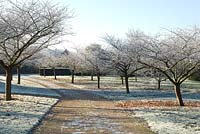 Prunus - Cherry trees lining a path to the vegetable garden with frost in December