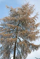 Larix - Larch tree with frost in December