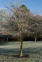Malus - crab apple tree with frost in December