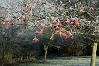 Malus - crab apple tree with fruit and frost in December