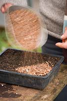 Sowing agapanthus seed into seed tray. Covering with grit
