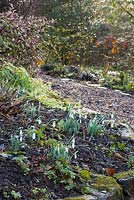 The first flowers of Galanthus 'Atkinsii' in the woodland garden at Glebe Cottage. Snowdrops