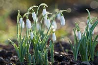 Galanthus 'Atkinsii' after a rain shower - snowdrops