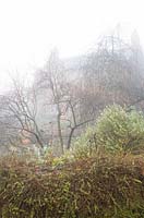 Looking towards the house on a foggy morning at Glebe Cottage