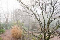 Foggy morning in the woodland garden at Glebe Cottage