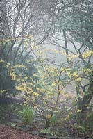 Hamamelis x intermedia 'Pallida' syn. H mollis 'Pallida' - Witch hazel in the woodland area on a foggy morning at Glebe Cottage