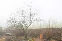 Apple tree on a foggy morning at Glebe Cottage