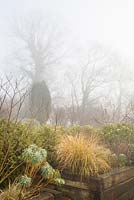 Foggy morning at Glebe Cottage. Stipa arundinacea
