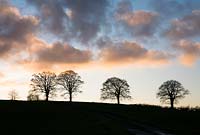 Silhouette of beech trees against a winter sunset