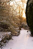 First light of dawn on a snowy winter's morning at Glebe Cottage. Magnolia stellata in foreground