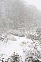 Snow falling at Glebe Cottage. Overhead view of the garden. Solitary blackbird on tree