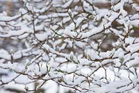 Branches of Magnolia stellata at Glebe Cottage covered in snow