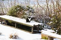 Silvy the cat sitting on a bench in the snow