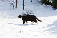 Silvy the cat in the snow