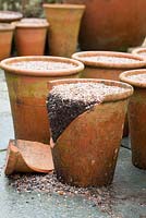 Terracotta pot, planted up with bulbs, cracked by frost