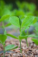 Lathyrus odoratus 'Cupani' - Sweet pea seedlings in a module tray