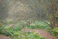 Corylopsis pauciflora, hellebores and Narcissus 'Thalia' in the woodland garden at Glebe Cottage