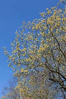 Salix caprea against a blue sky - Great Sallow, Goat willow, Pussy willow