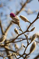 Buds of Magnolia x loebneri 'Leonard Messel'