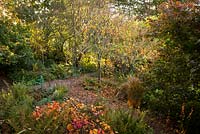 Upper woodland garden lock off. Cercidiphyllum japonicum f. pendulum and Pendulous katsura in autumn colour