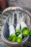 Freshly dug leeks in wooden trug, washed and trimmed ready for the kitchen