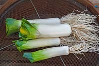 Freshly dug leeks, washed and trimmed ready for the kitchen