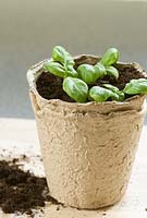 Basil seedlings in biodegradable pot