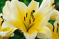 Lilium 'Yellow Rocket' - Oriental Lily, July