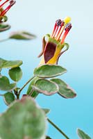 Fuchsia procumbens 'Wirral' syn 'Variegata' and 'Argentea', July