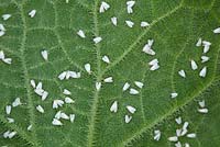 Trialeurodes vaporariorum - Glasshouse whitefly on underside of cucumber leaf, July