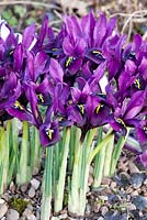 Iris reticulata 'George' - Dial Park