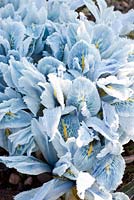 Iris reticulata 'Sheila Ann Germany' - Dial Park